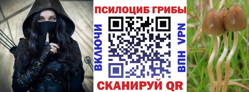 дарк нет клад  Мурманск  Псилоцибиновые грибы Psilocybine cubensis 